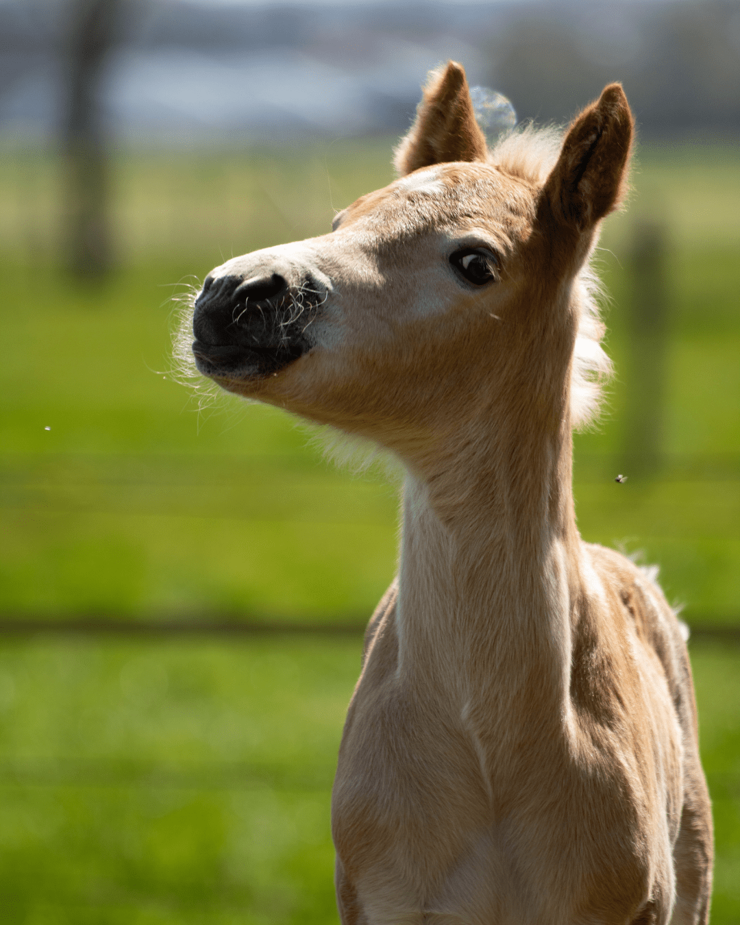 Hoe vervoer je een veulen in een trailer?