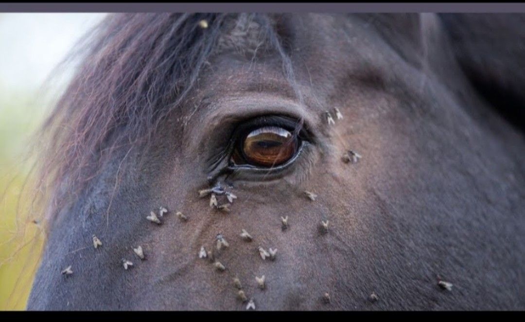 Anti Vliegenspray: Zelf maken