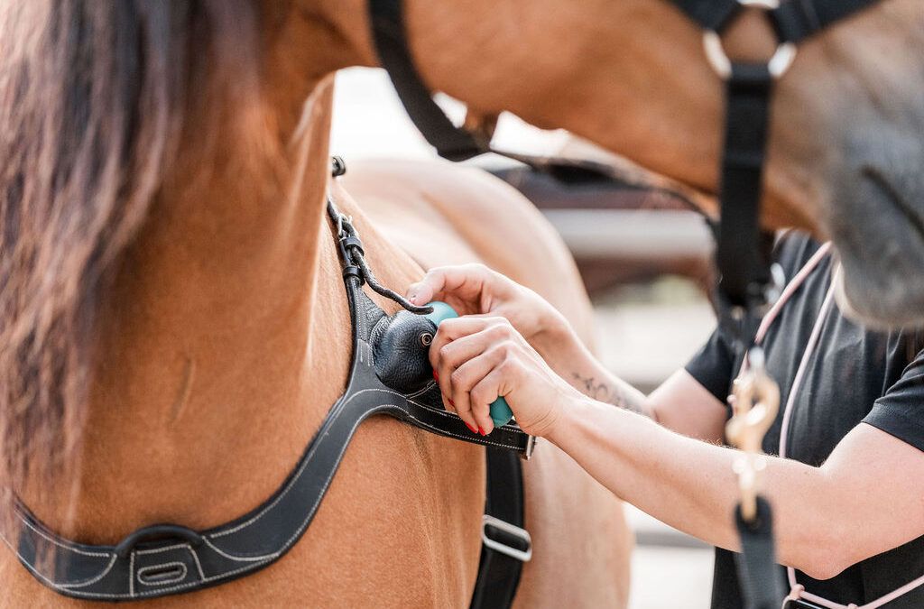 EMDR bij paarden: wat is het en hoe helpt het jouw paard verder?